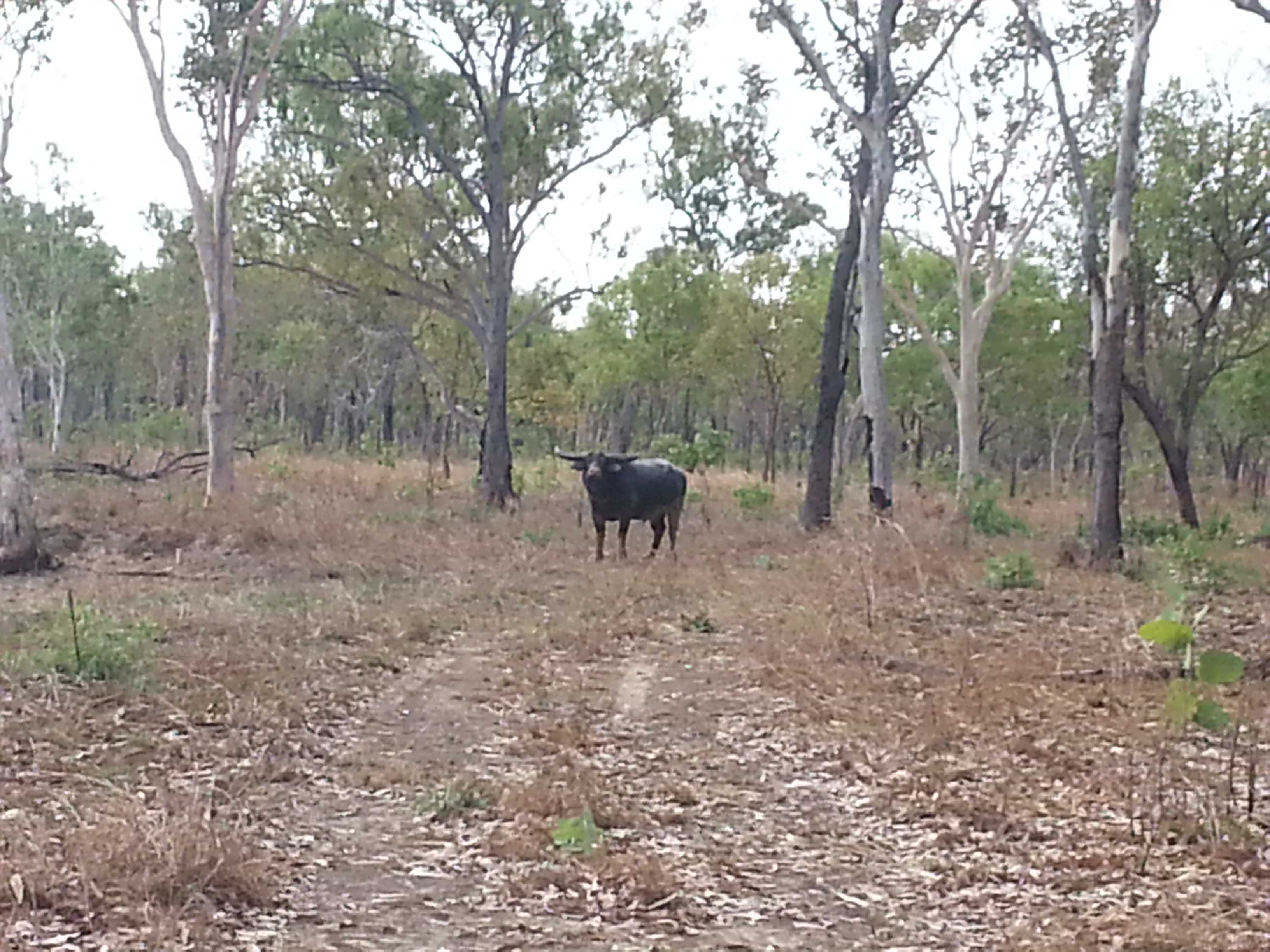 Buffalo Blocking the Way
